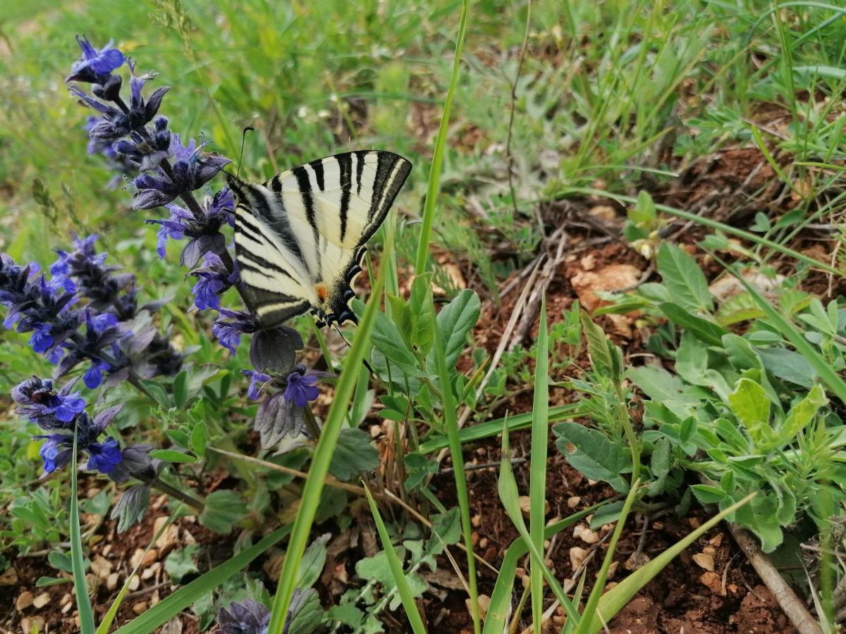 Ferienresidenz Lavandula Nova Vas  Ngoại thất bức ảnh